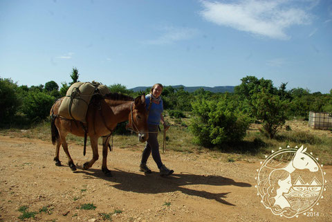 Ashley avec son chargement en noeud de panier - Ashley the mule with the basket knot