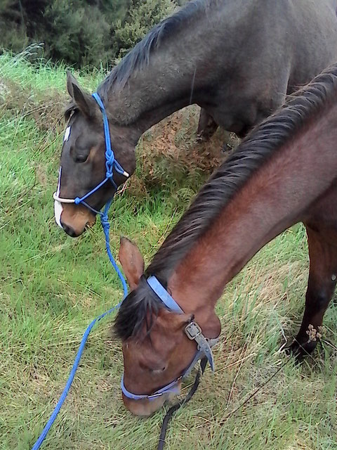 Lucy (back) and Harvey (front)