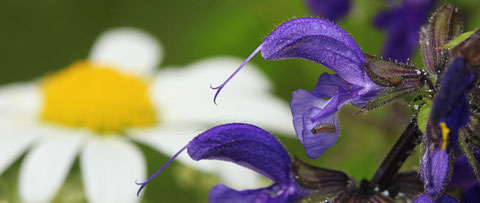 Wiesensalbei