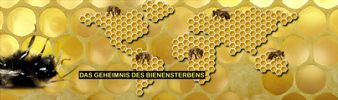 CCD-Bienensterben