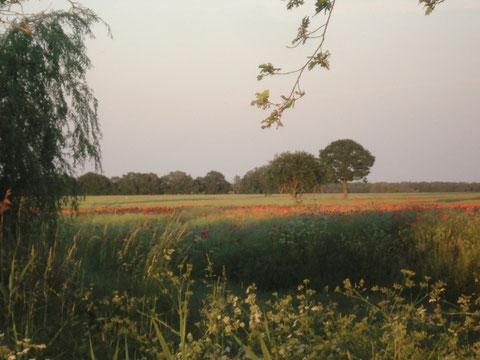 Karpfenteich mit Wiesen