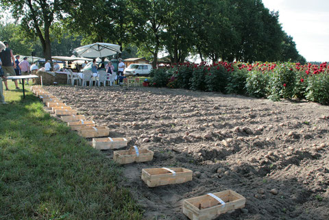 Kartoffelsortenfeld 2012