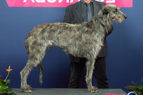 Neue Deerhoundverpaarung 2018, Deutschland/Scottish Deerhound Welpen FCI/ Deerhound Würfe/Züchter/Welpen!