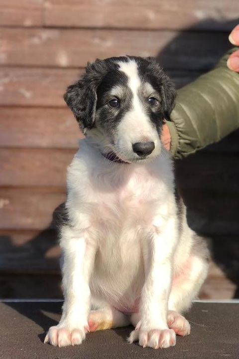 VDH Barsois und Deerhounds..., Barsoi Welpen, Deerhound Welpen, Windhunde im DWZRV gezüchtet-Barsois & Deerhounds!