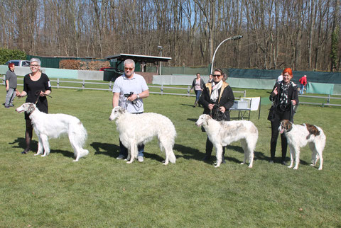 Barsois aus Deutschland, weiß-silberne Barsois, Barsois für Hunde-Shows vom Züchter!