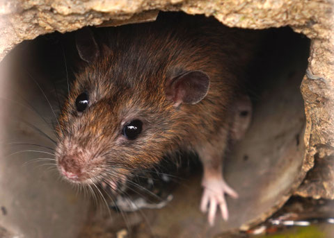 rat et souris comment s'en débarasser