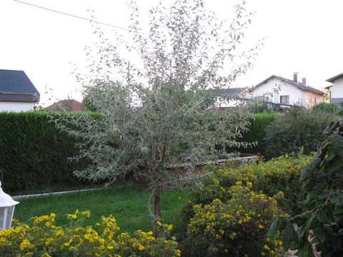 Russischer Olivenbaum