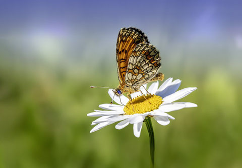 Oranger Schmetterling auf Margarite | Link: Blog Beitrag | Aura Reading | Sensitivität | Aura Reading - Sitzung