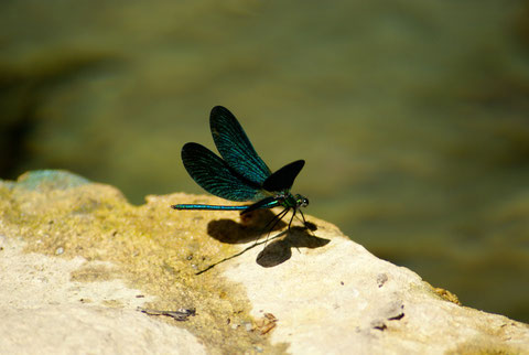 The Dragonfly, A Small Insect Useful To Gardeners!