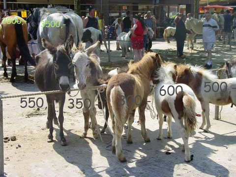 Ponymarkt Bemmel, NL, fotografiert von Joep Zander