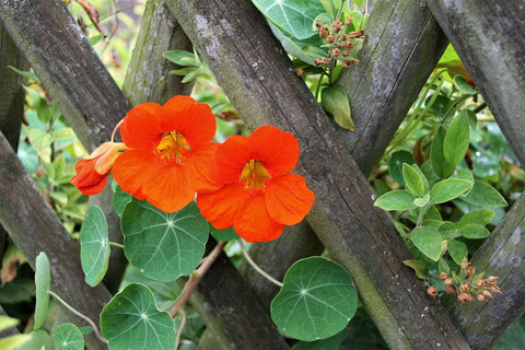 Orangefarbene Kapuzinerkresse rankt an einem alten Holzzaun