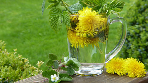 Teeglas mit Kräutern und Löwenzahnblüten