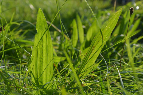 Junger Spitzwegerich auf der Wiese