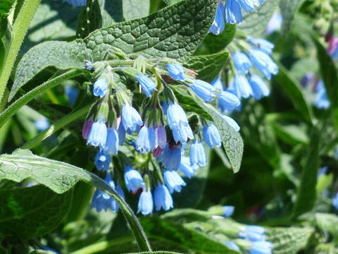 Blaue Blütendolden des Beinwell