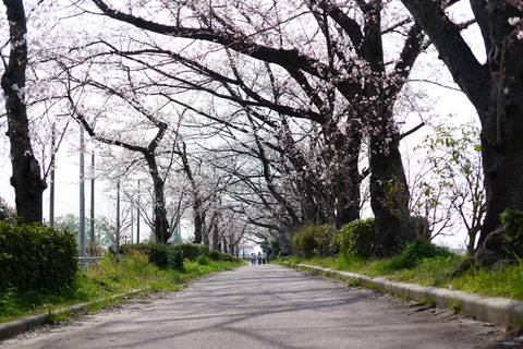 天白川の遊歩道に桜のアーチが出来ました。