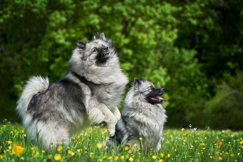 Wolfsspitzsenior, Eleonore-Luna vom Ilmbogen, Wolfsspitz Oma, vom Reich der Rosen