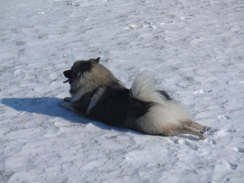 Und natürlich liebe ich Schnee, wie alle Wolfsspitze