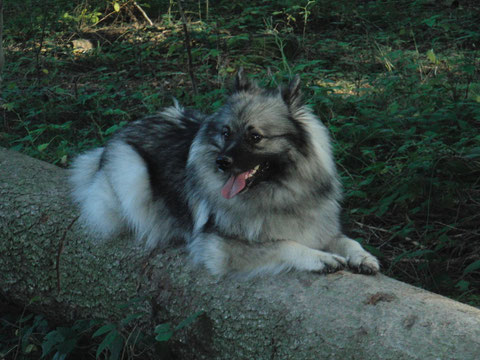 Da ich nicht jage (außer Mäuse...hüstel), darf ich auch mit in den Wald