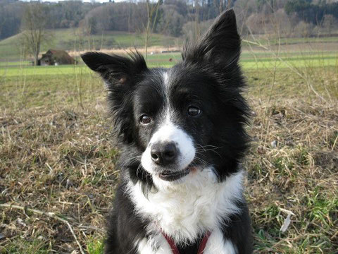 Border Collie Megan