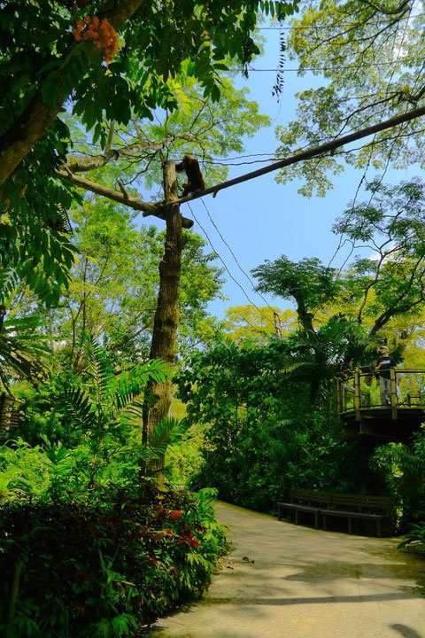 上に居るのはオラウータン。写真右中央にはヒト。