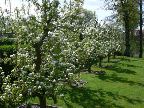 4 mei de perenbomen laten zich van hun mooie kant zien....