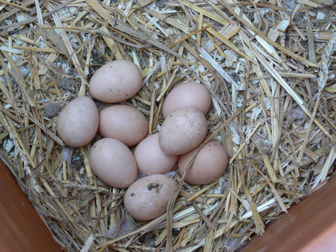 De 'kippemeisjes' hebben zaterdag voor het eerst eitjes gelegd!
