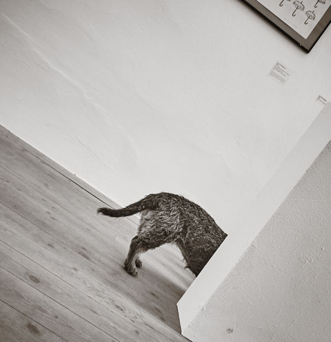 Bilder zur Vernissage der Ausstellung "Humoresque" (mit Klick aufs Bild zur Galerie)