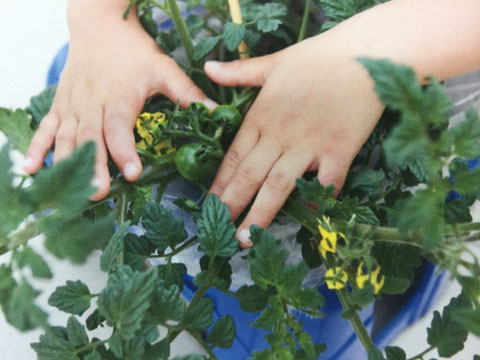 植物に親しみをもって大切にしようとすることができるようにする