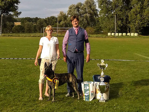 Ausstellungen Blackbountys Webseite Zucht Fur Hollandische Schaferhunde