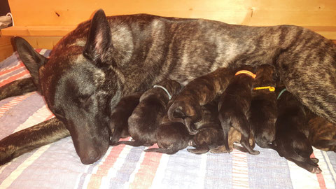 Die stolze Mama und ihre Babys kurz nach der Geburt