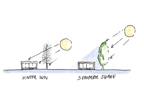 Passive design with deciduous trees diagram by Heidi Mergl Architect