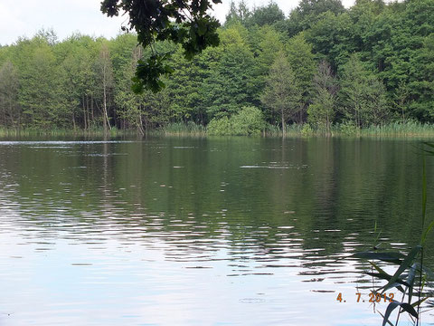 Der nördliche Teil des Domjüchsees liegt idyllisch im Wald