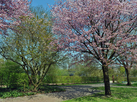 Kirschblüte im Volksgarten/Düsseldorf