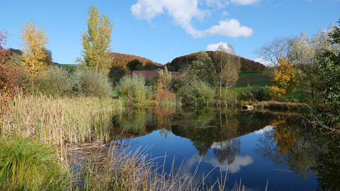 Aktuell gibt's Karpfen aus dem Altbürer Houeteweiher und vom Brittnauer Eichmattweiher zu geniessen. © Manfred Steffen 