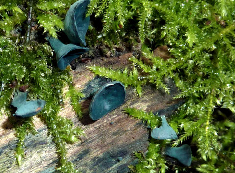 Der Grünspanbecherling färbt Holz blaugrün.