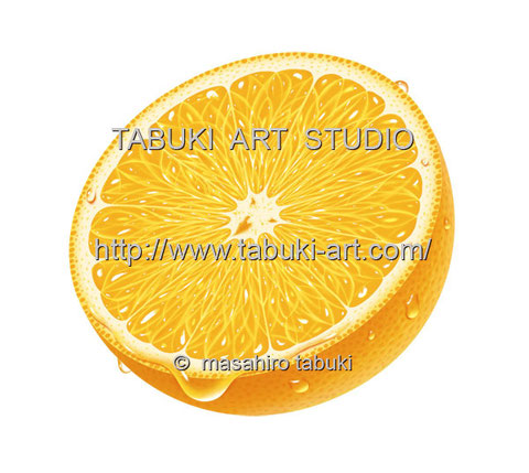 ホワイトグレープフルーツのイラスト Real Illustration Samples