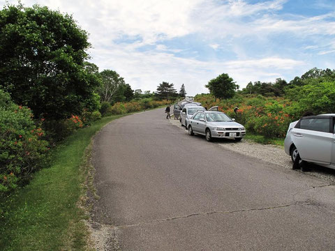 車道に出たらツツジ見学の車が沢山