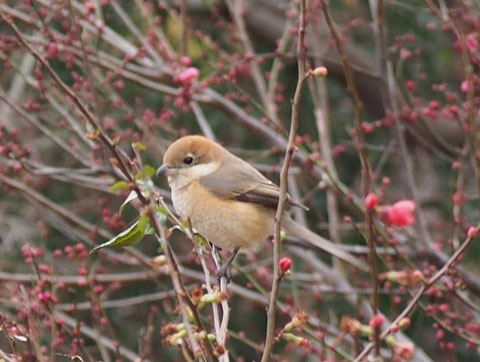 ボケの花に止まりこちらを見てる！（トリミング加工後）