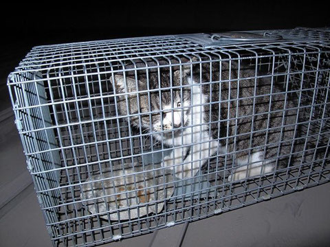 同日、21:00頃 捕獲