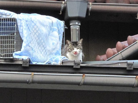 2016.3.2 昼過ぎ猫捕獲かご設置