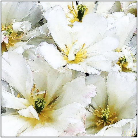 white tulips in full bloom