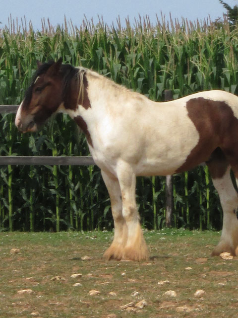 Bachus cheval Gypsy cob de la Cohors Epona