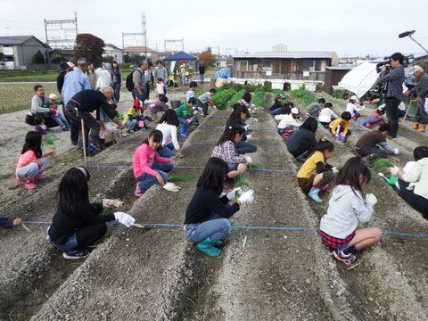 玉ねぎプロジェクト2013