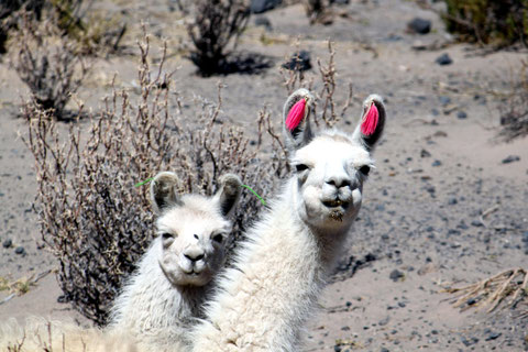 Reisen nach Peru und Bolivien