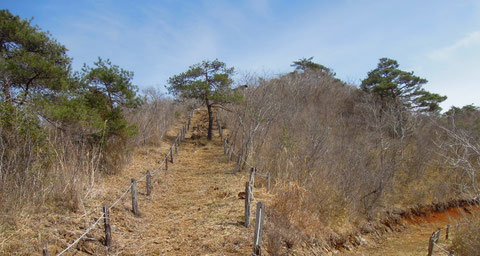 まさしく、枯山という名にふさわしい?蛇紋岩でできた山で疎らに松が生えており、この時期緑に見えるのは松ばかりです。ギフチョウが多くみられるのは、ピークの向こう側の尾根筋です。