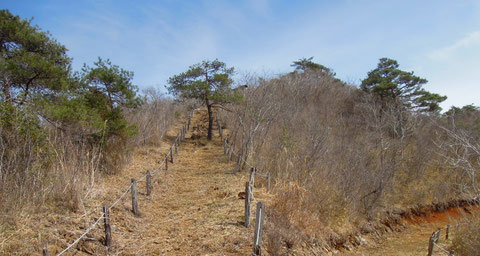 まさしく、枯山という名にふさわしい？蛇紋岩でできた山で疎らに松が生えており、この時期緑に見えるのは松ばかりです。ギフチョウが多くみられるのは、ピークの向こう側の尾根筋です。