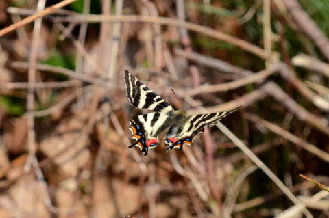 石川県との県境にある有名な山の麓で、羽化したばかりのギフチョウ♂がヨロヨロ飛んでいましたので、何とか撮影することが出来ました