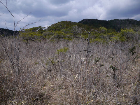 旧天竜市の蛇紋岩地帯で、松の疎林と笹に覆われていますが、よく見るとヒメカンアオイがたくさん生えています。こんなところを歩いていると、密猟者に間違われる（笑い）ので、よい子は真似をしないように。