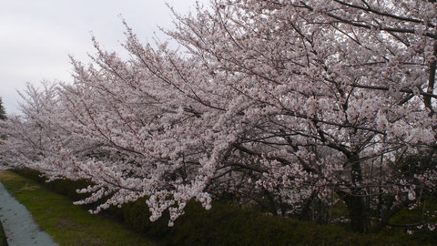 法面のサクラは八分咲きというところで、次の雨までは大丈夫と思います。