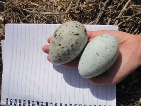 Measuring Pacific Gull eggs